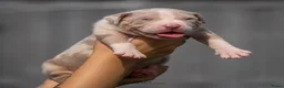 Amerikaanse Bully honden te koop: American Bully XL pup lilac tri - Advertentie 11