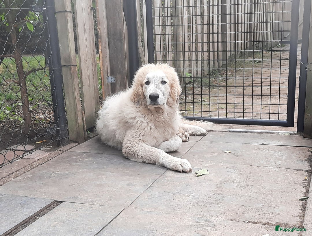Pyreneese Berghond honden te koop: Pyreneese Berghond pups  - Afbeelding 5