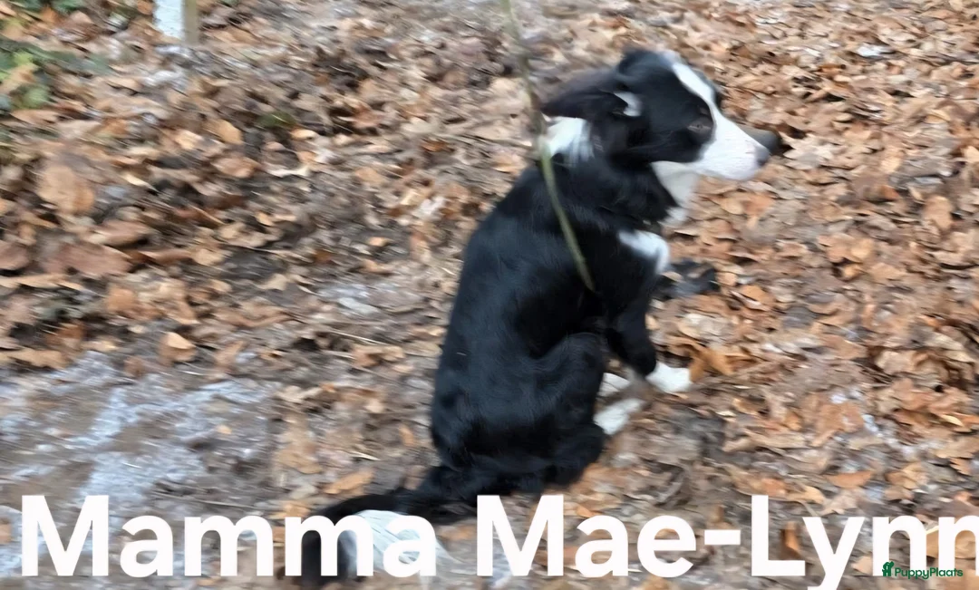 Border Collie honden te koop: Te koop 3 kleur pups uit werklijn - Advertentie 11