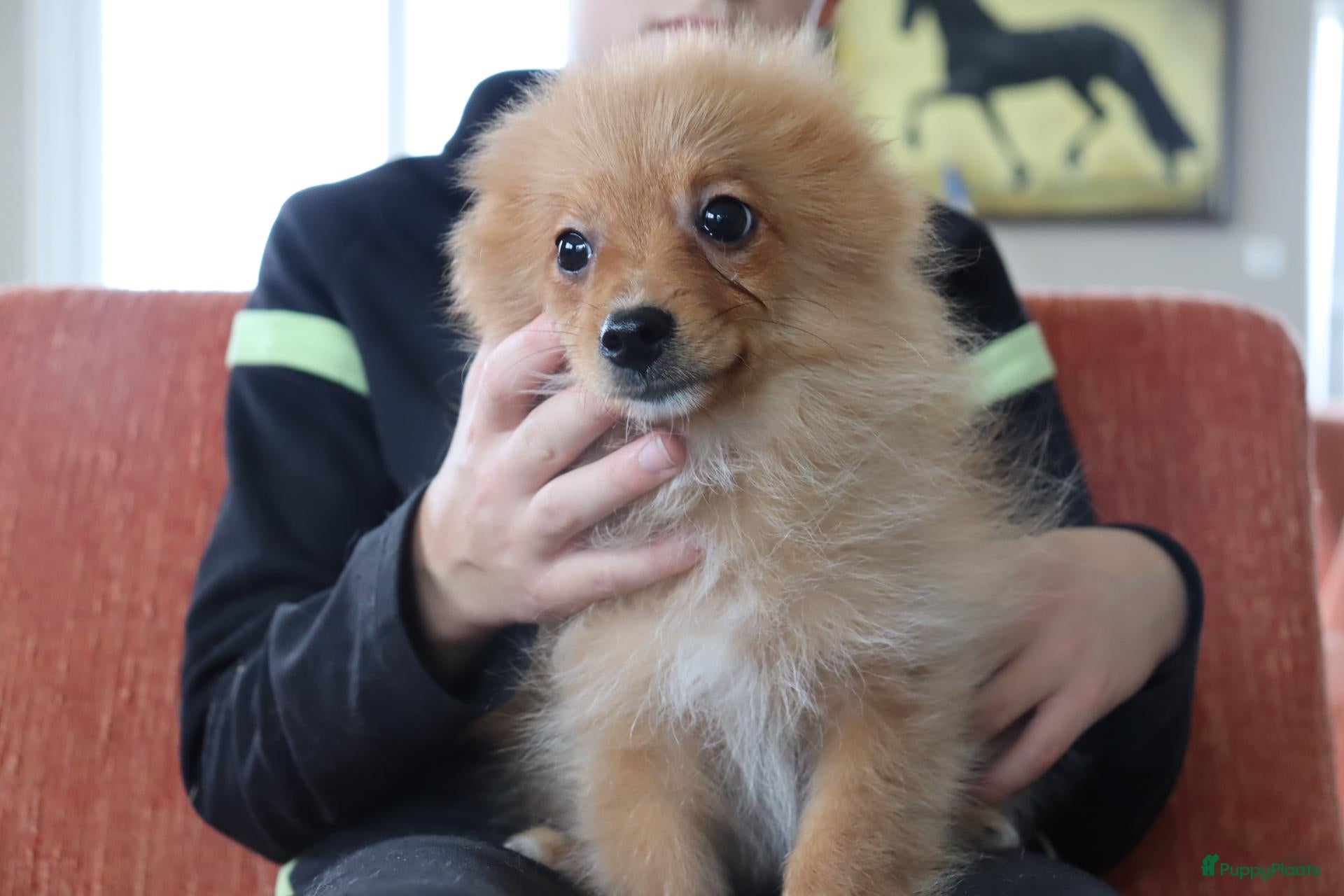 Keeshond honden Lieve Pommeriaan pups te koop - Advertentie 1