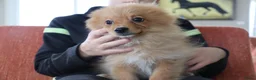 Keeshond honden te koop: Lieve Pommeriaan pups te koop - Advertentie 1