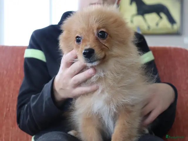 Keeshond honden Lieve Pommeriaan pups te koop - Advertentie 1