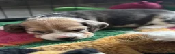 Beagle honden te koop: Prachtige beaglepupjes geboren!! - Advertentie 2