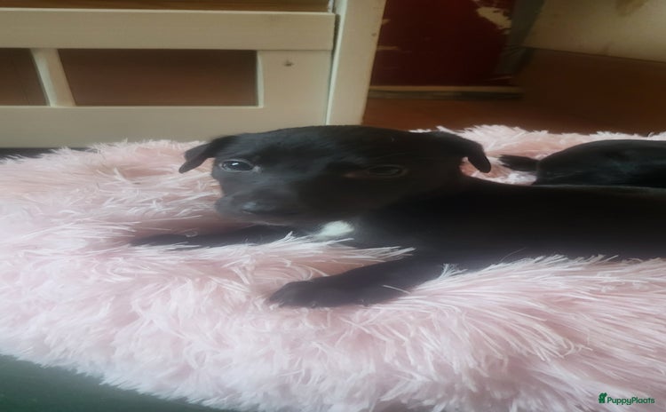 Greyhound honden - Advertentie 2