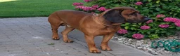 Beierse Bergzweethond honden te koop: Hanoveraaanse zweethond pups - Advertentie 19