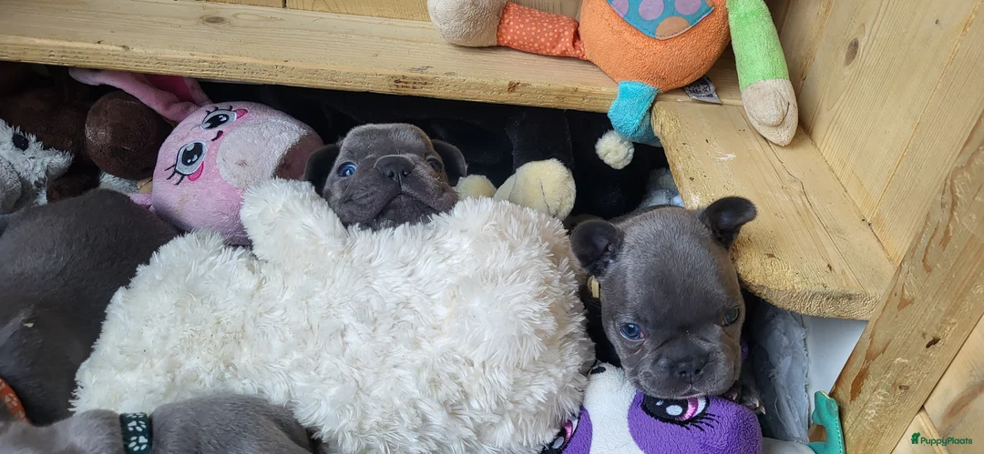 Franse Bulldog honden te koop:  Prachtige Blauwe Bulldog puppy’s thuisnestje - Advertentie 12