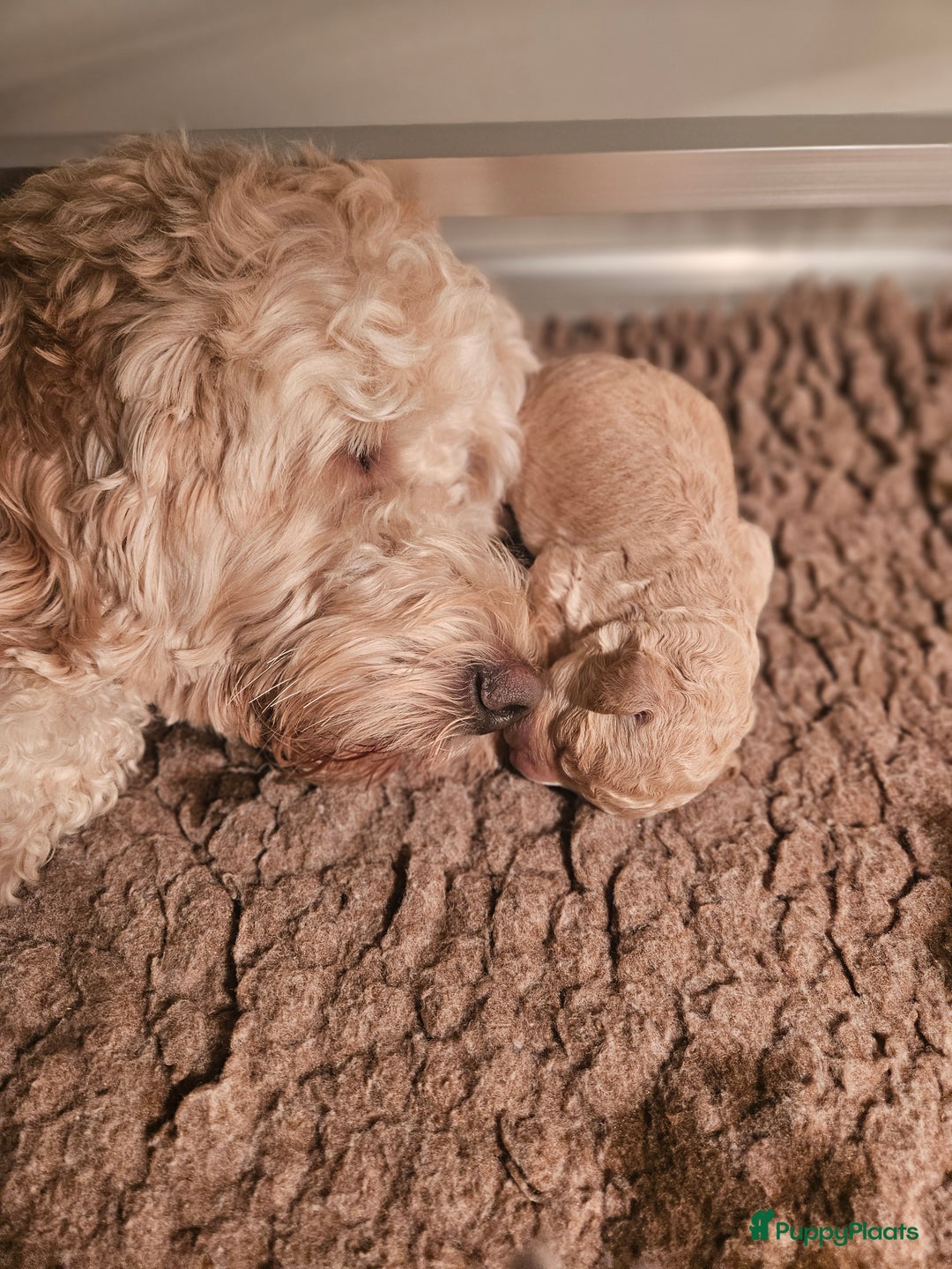 Labradoodle honden te koop: Prachtige labradoodle pups te koop  - Advertentie 14