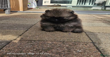 Pomeriaan honden - Advertentie 12