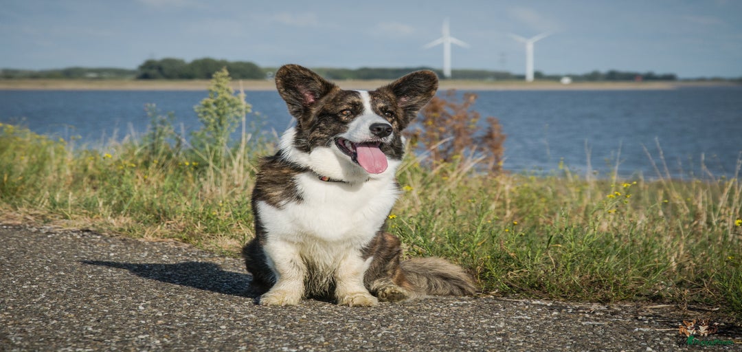 Galerij afbeelding {{count}}