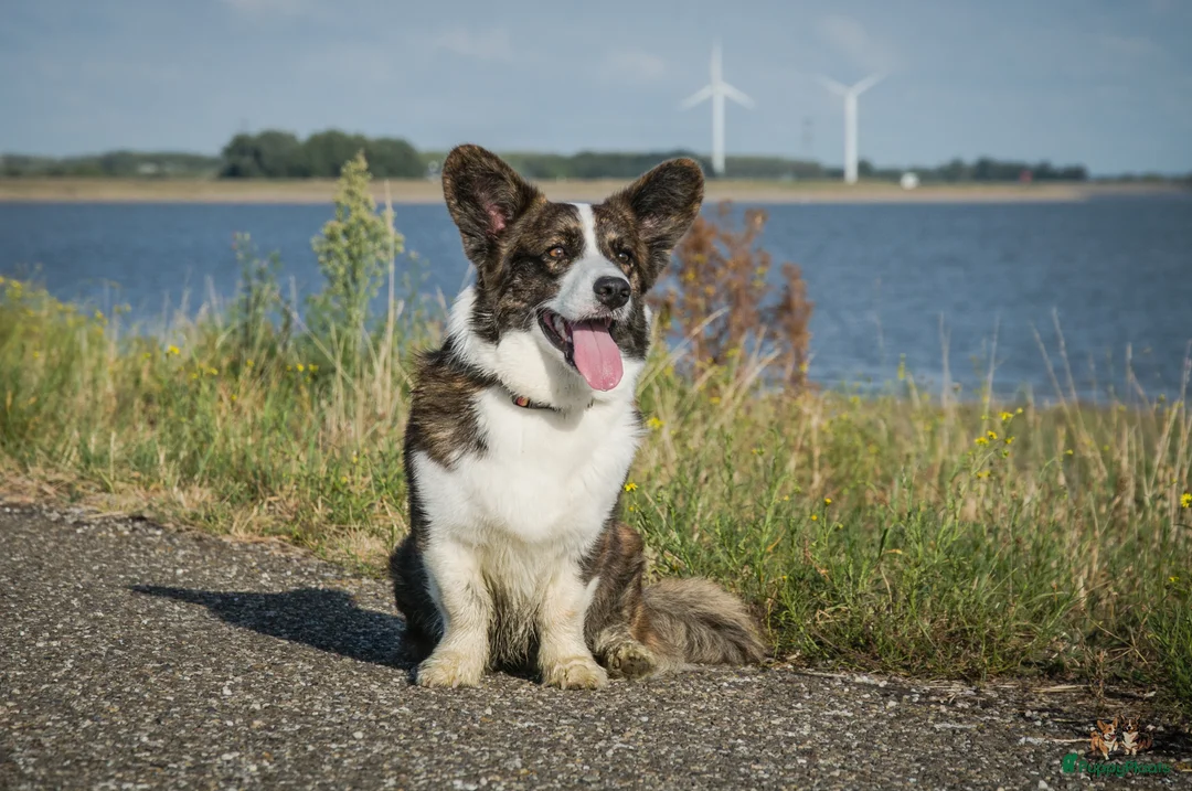 Galerij afbeelding {{count}}