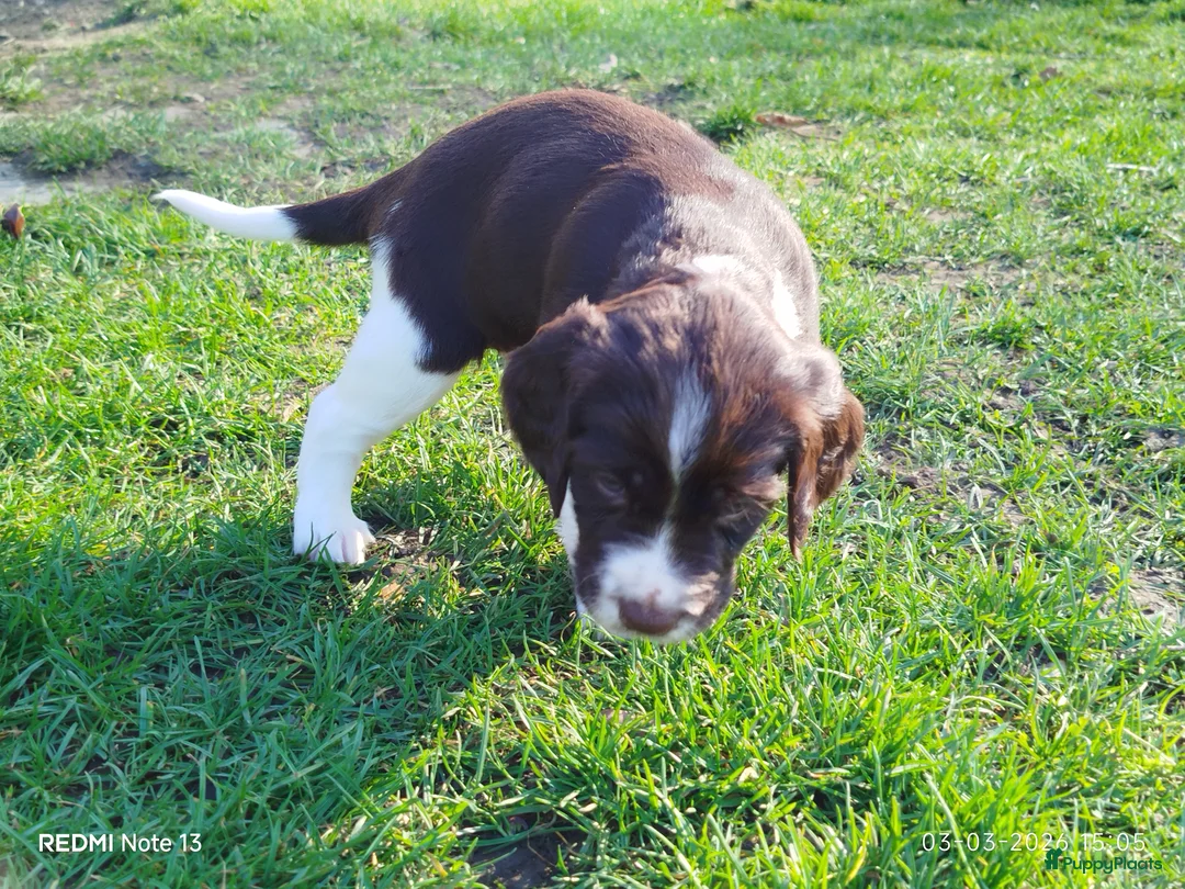 Heidewachtel honden te koop: Heidewachtel Pups - Advertentie 2