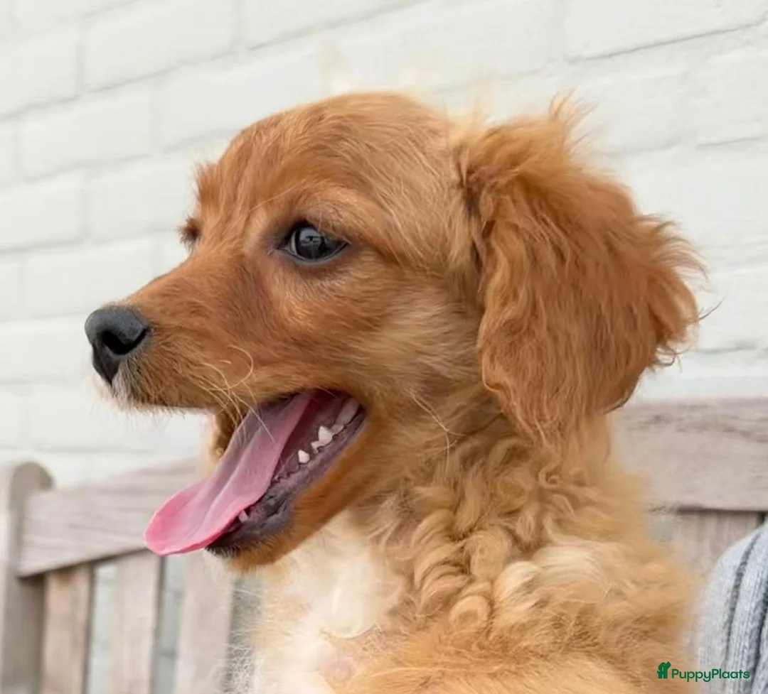 Maltipoo honden te koop: Nog 1 maltipoo reutje beschikbaar  - Advertentie 1