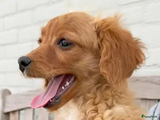 Maltipoo honden Nog 1 maltipoo reutje beschikbaar - Advertentie 2