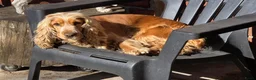 Cockapoo honden te koop: Cockapoo pups beschikbaar  - Advertentie 10