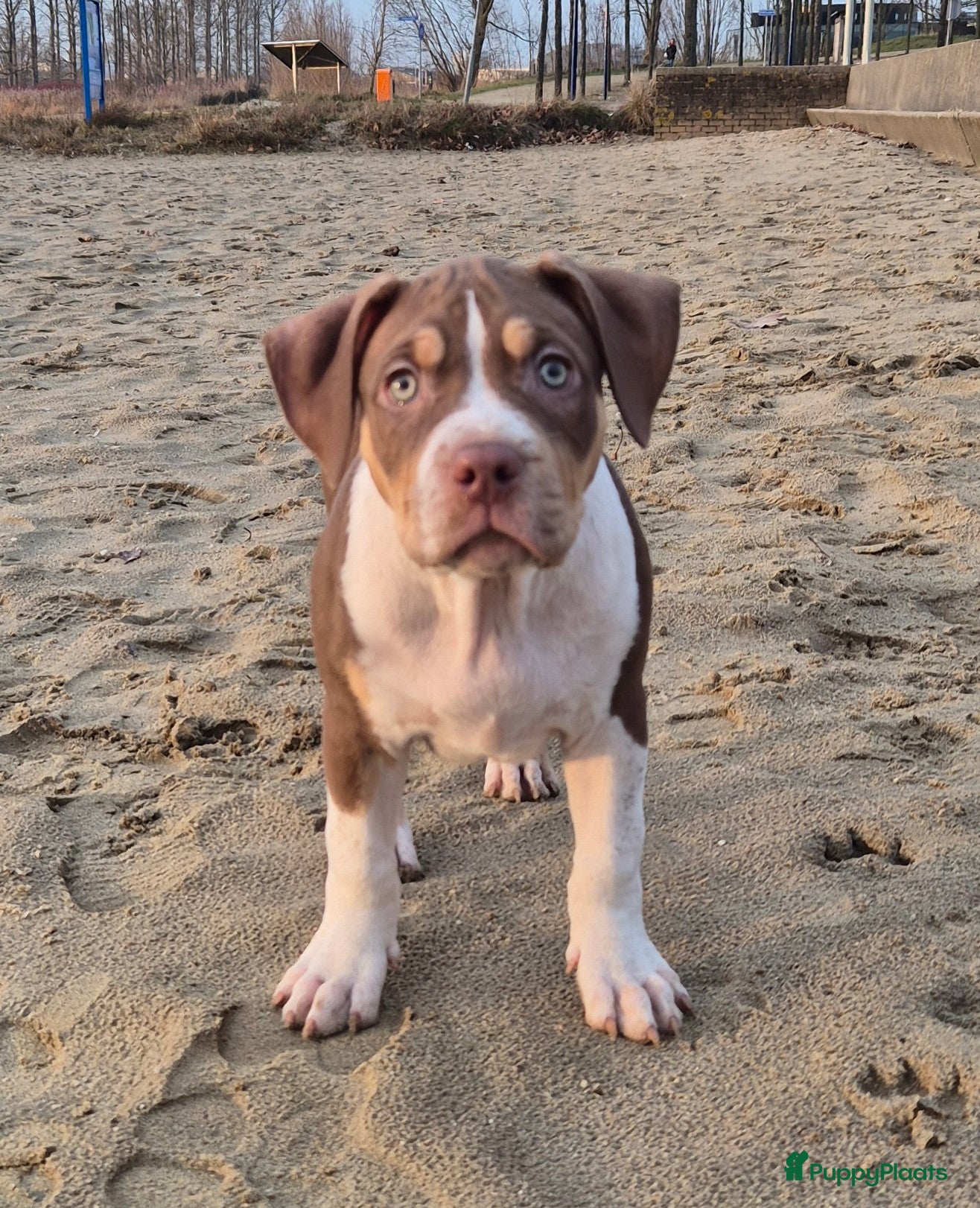 Amerikaanse Bully honden American Bully pupjes - Advertentie 2