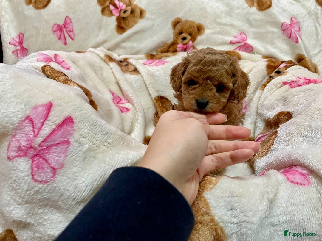 Poedel Toy honden te koop: 4 Prachtige Toy poedel teefjes - Advertentie 12