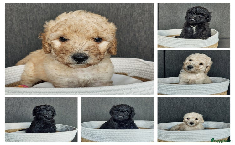 Labradoodle honden - Advertentie 2