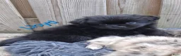 Kruising honden te koop: Prachtig Shiranian F1 pup reu shih tzu x pomeriaan - Advertentie 9