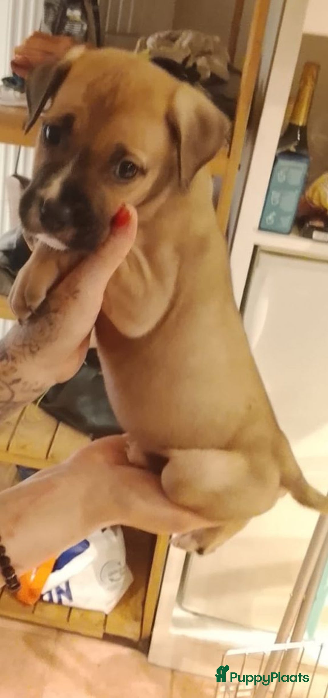 Kruising honden te koop: Nog3 teefjes,en 4 reutjes Pressa/Fila brasileiro  - Advertentie 4