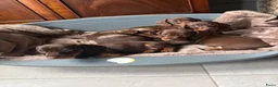 Teckel (korthaar)  honden te koop: Dwerg Teckel schatjes . - Advertentie 6