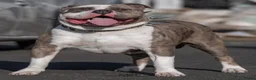 Amerikaanse Bully honden ter dekking: American Bully XL dekreu  - Advertentie 7
