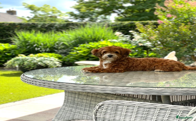 Maltipoo honden - Advertentie 1