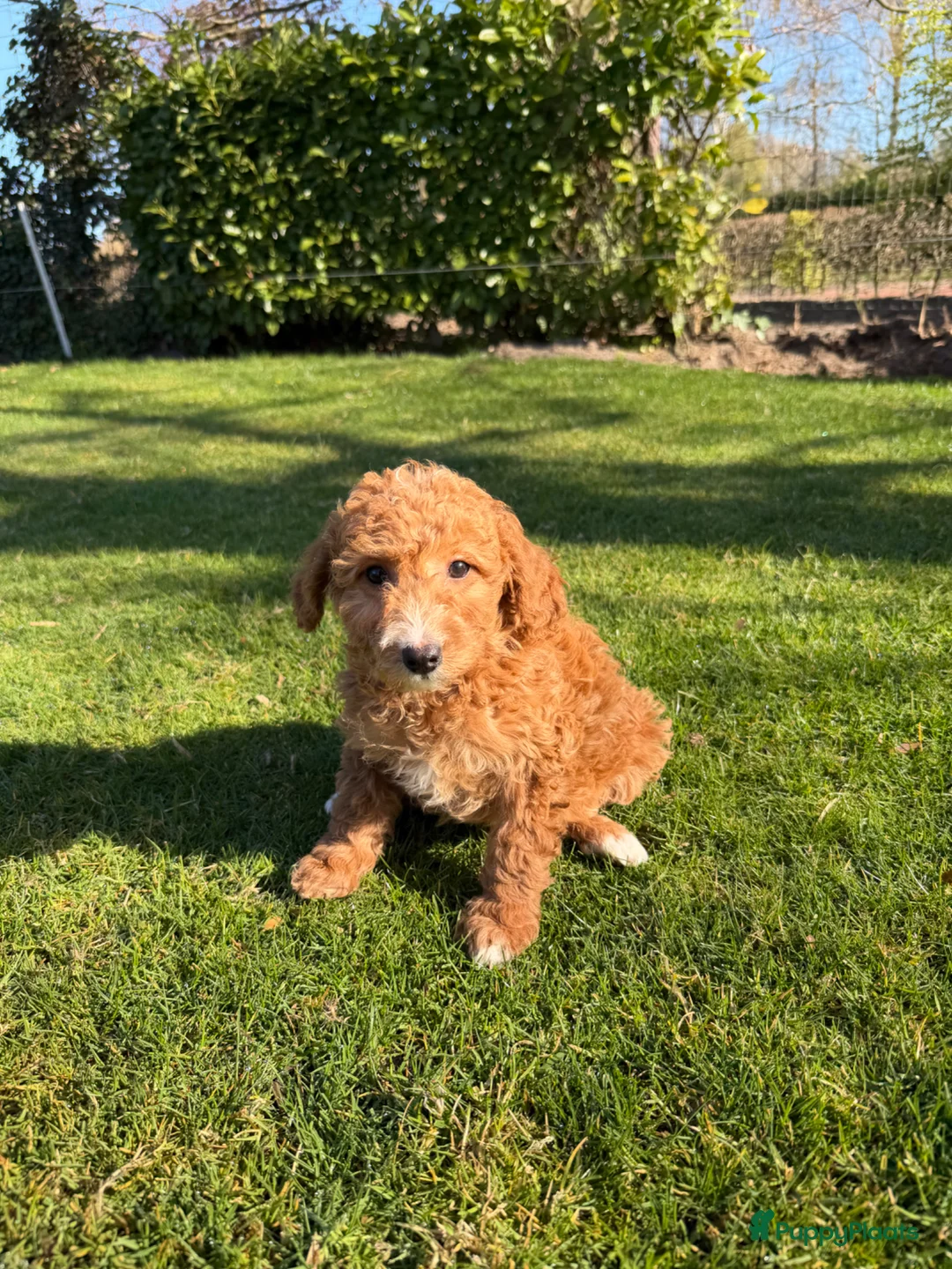 Labradoodle honden te koop: Mini Doodle (Dwerg Poedel x Mini Labradoodle) pups - Advertentie 1