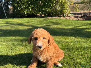 Labradoodle honden te koop: Mini Doodle (Dwerg Poedel x Mini Labradoodle) pups - Advertentie 2