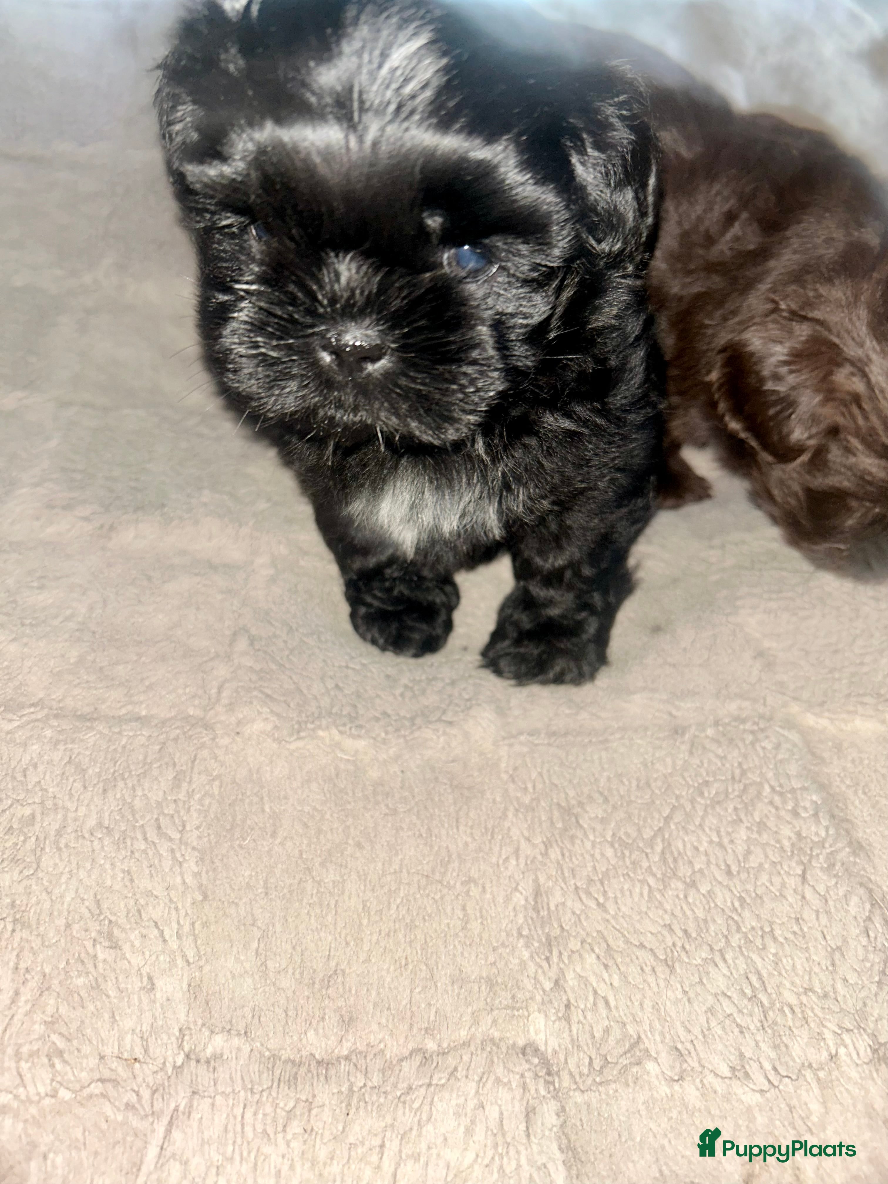 Shih Tzu honden Prachtige Shih Tzu pups - Advertentie 2