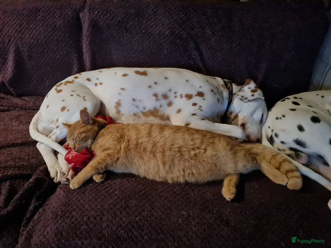 Kruising honden te koop: Aankondiging nestje Dalmador - Advertentie 4