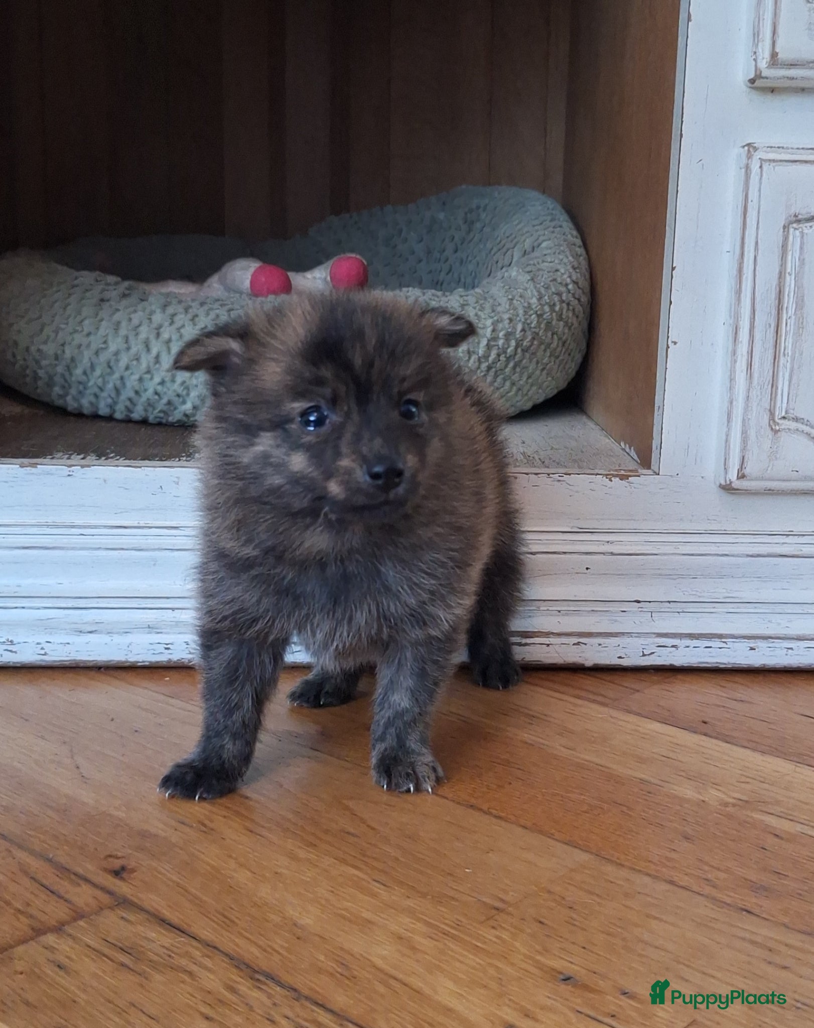Pomsky honden te koop: Mars 💙 F1b pomsky reutje - Advertentie 4