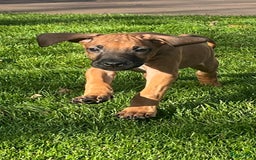 Rhodesian Ridgeback honden te koop: Rhodesian ridgeback pups met stamboom  - Advertentie 6