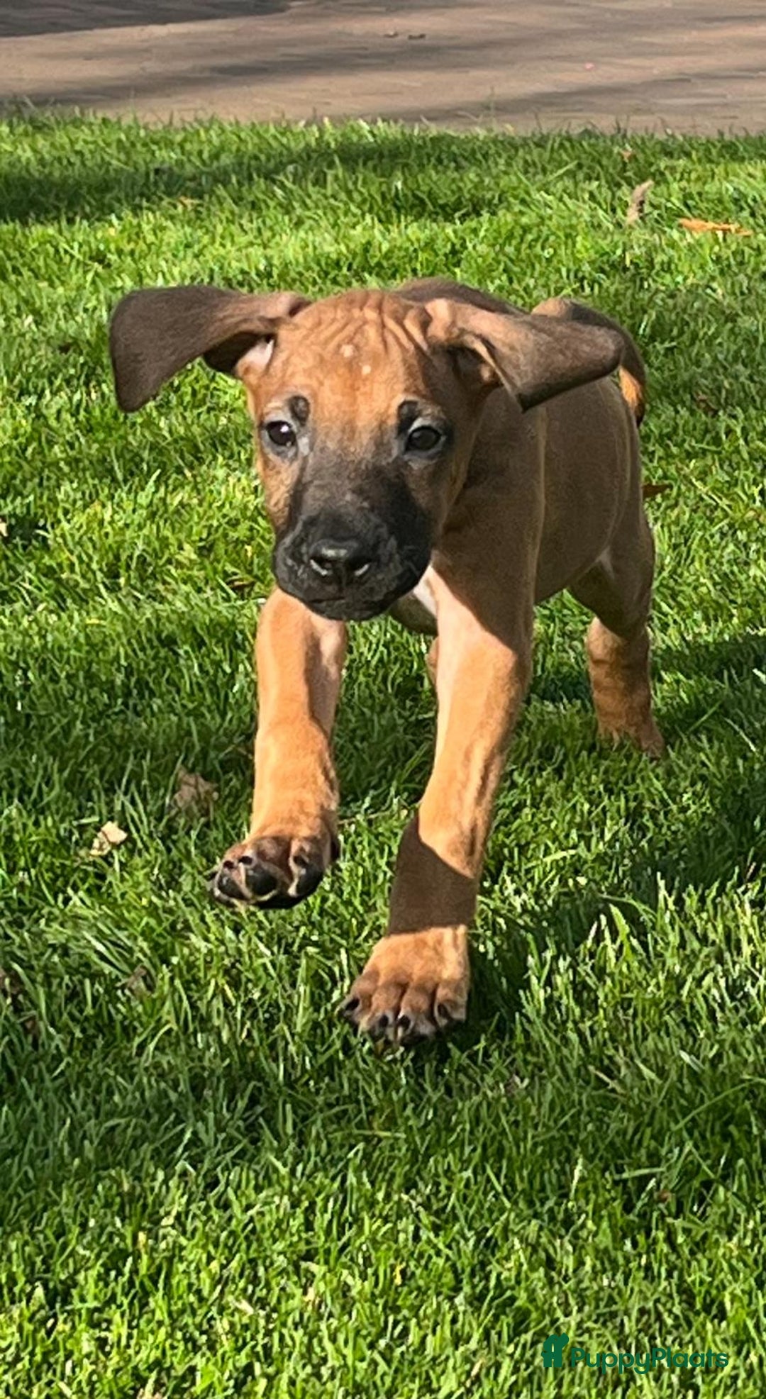 Rhodesian Ridgeback honden te koop: Rhodesian ridgeback pups met stamboom  - Advertentie 7