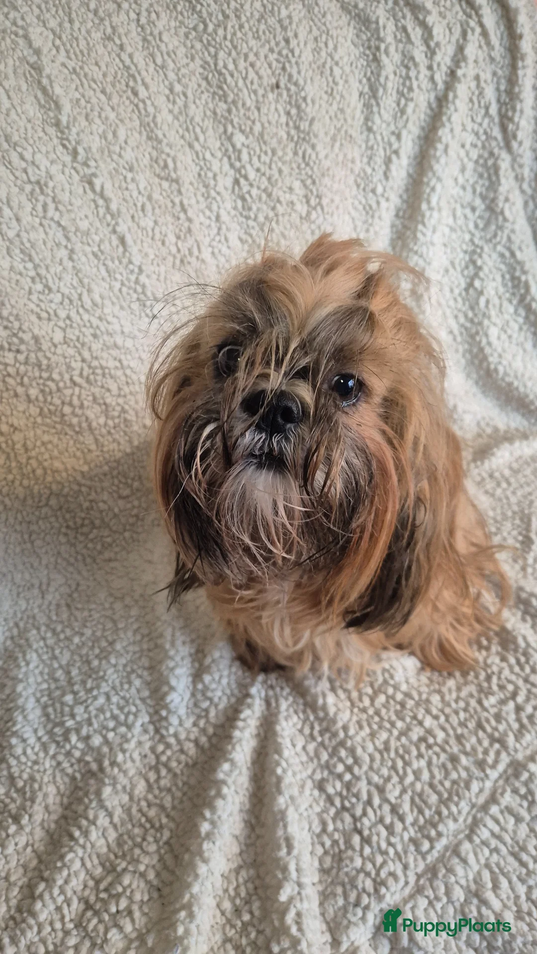 Shih Tzu honden te koop: Shih tzu pups - Advertentie 9