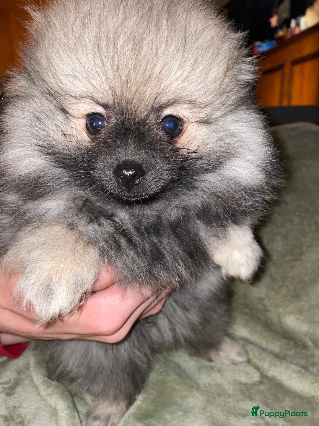 Pomeriaan honden te koop: prachtige pomeriaan pups te koop 1 reutje 1 teefje - Advertentie 8