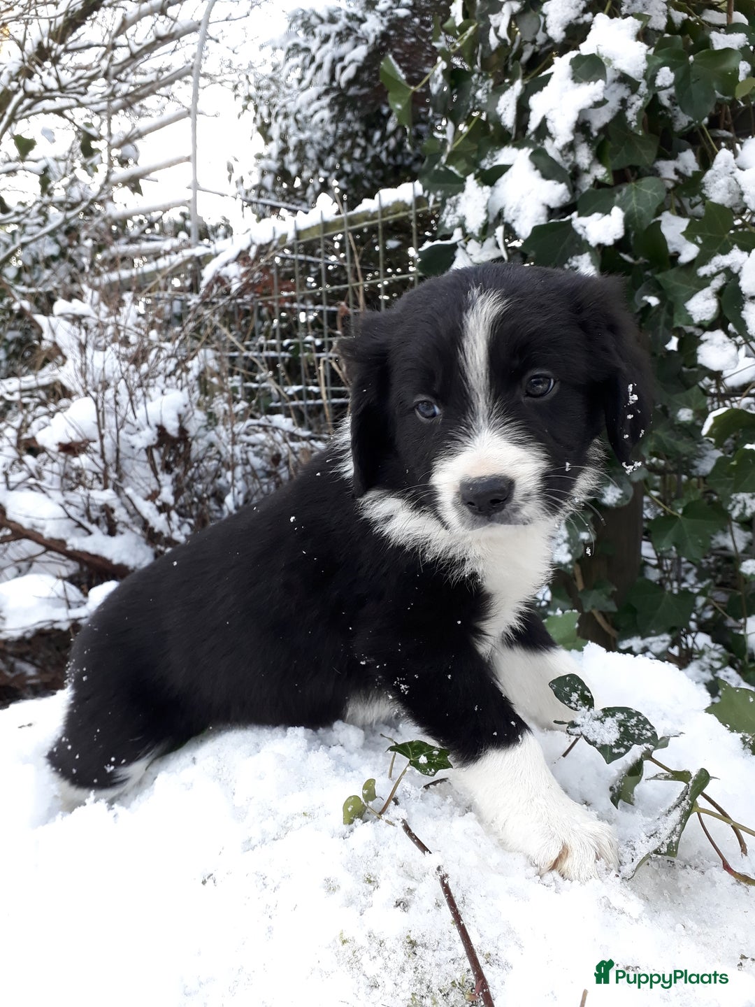 Kruising honden te koop: Prachtige kruising pups - Advertentie 6