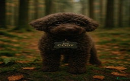 Poedel Toy honden ter dekking: toy/dwerg poedel dekreutjes staan ter dekking - Afbeelding 4