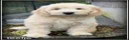 Labradoodle honden te koop: Labradoodle F4 pups medium mogen het nest verlaten - Advertentie 4