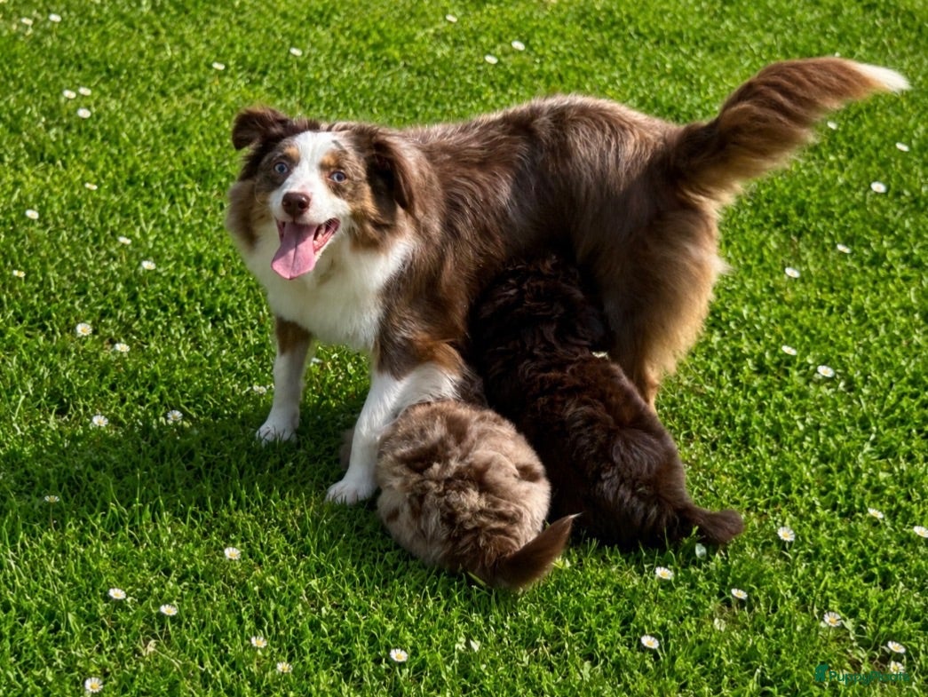 Kruising honden Toy en mini australian doodle - Advertentie 1