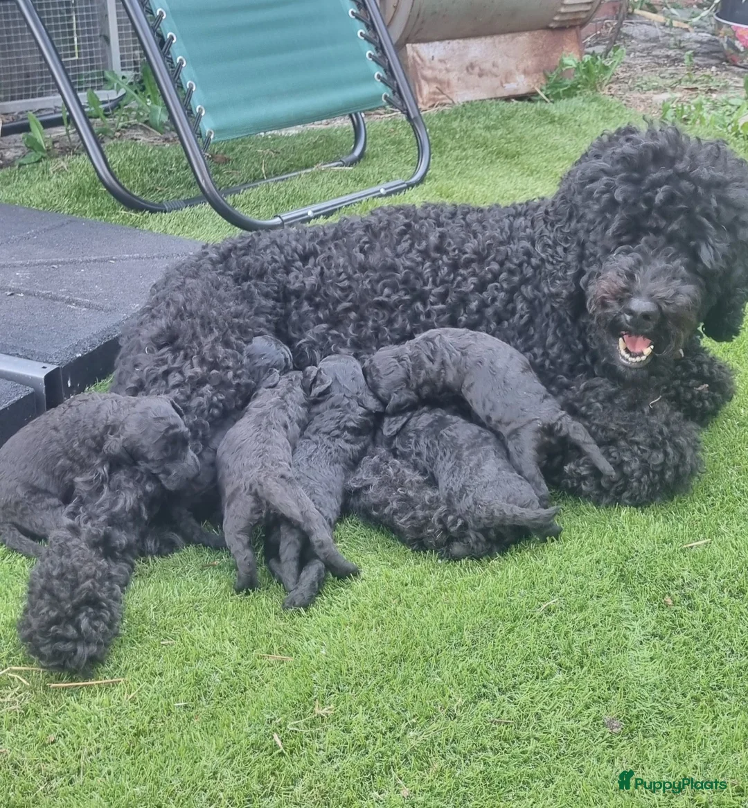 Labradoodle honden te koop: Mooie mini tot medium echt zwart pupjes - Advertentie 1