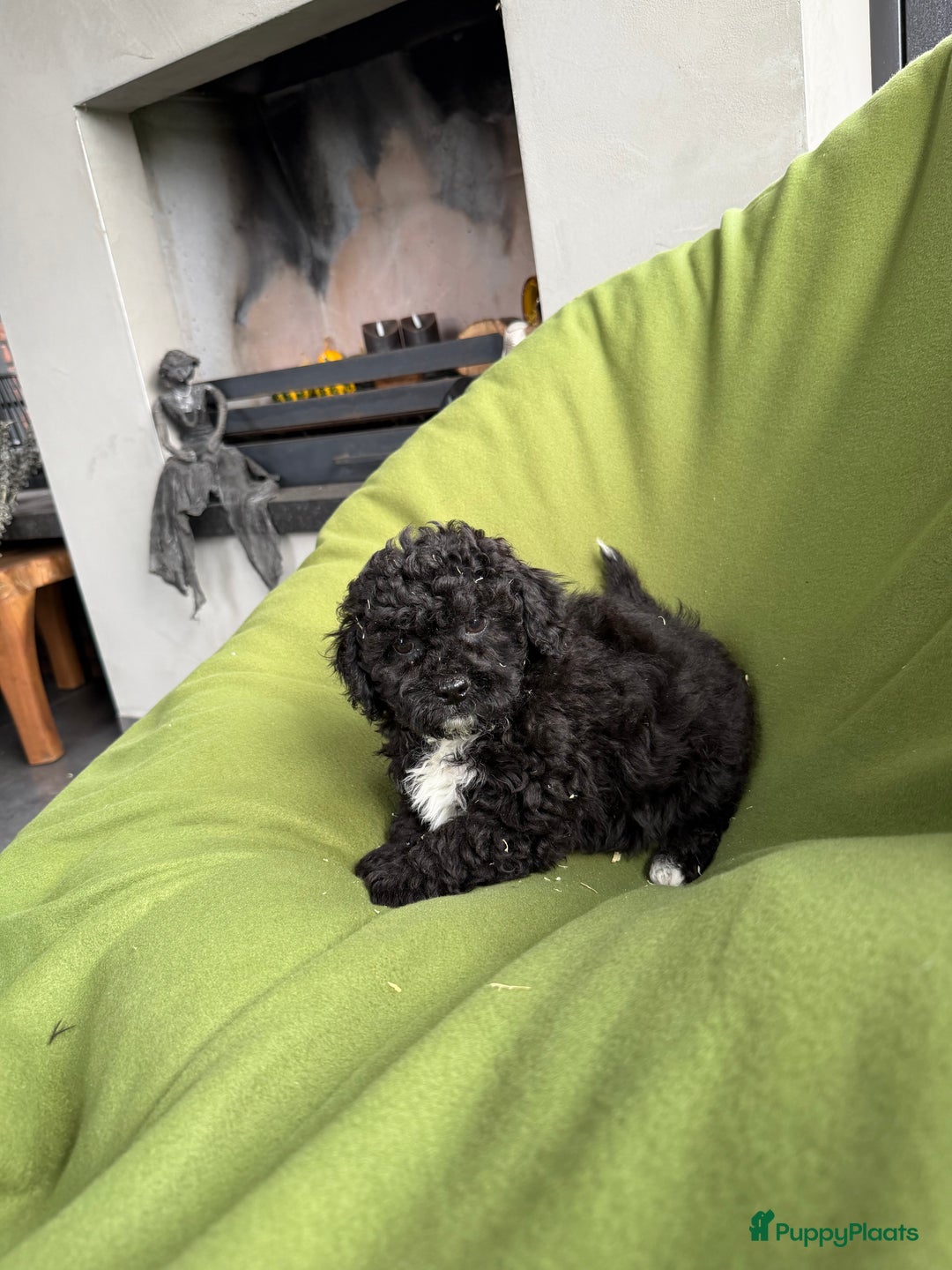 Maltipoo honden te koop: Maltipoo (Maltezer x Toy poedel) pups - Advertentie 5