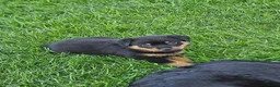 Rottweiler honden te koop: Super lieve sociale puppy's  - Advertentie 5