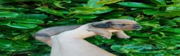 Teckel (korthaar)  honden te koop: Knappe dwergteckel pups - Advertentie 8