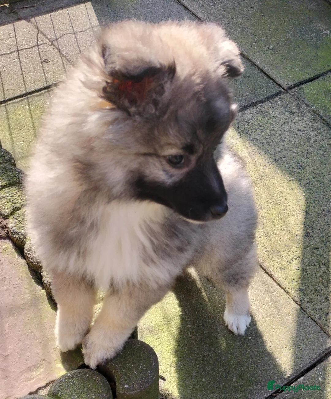 Keeshond honden te koop: Middenslag keeshond pup - Advertentie 1