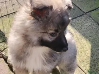 Keeshond honden Middenslag keeshond pup - Advertentie 2