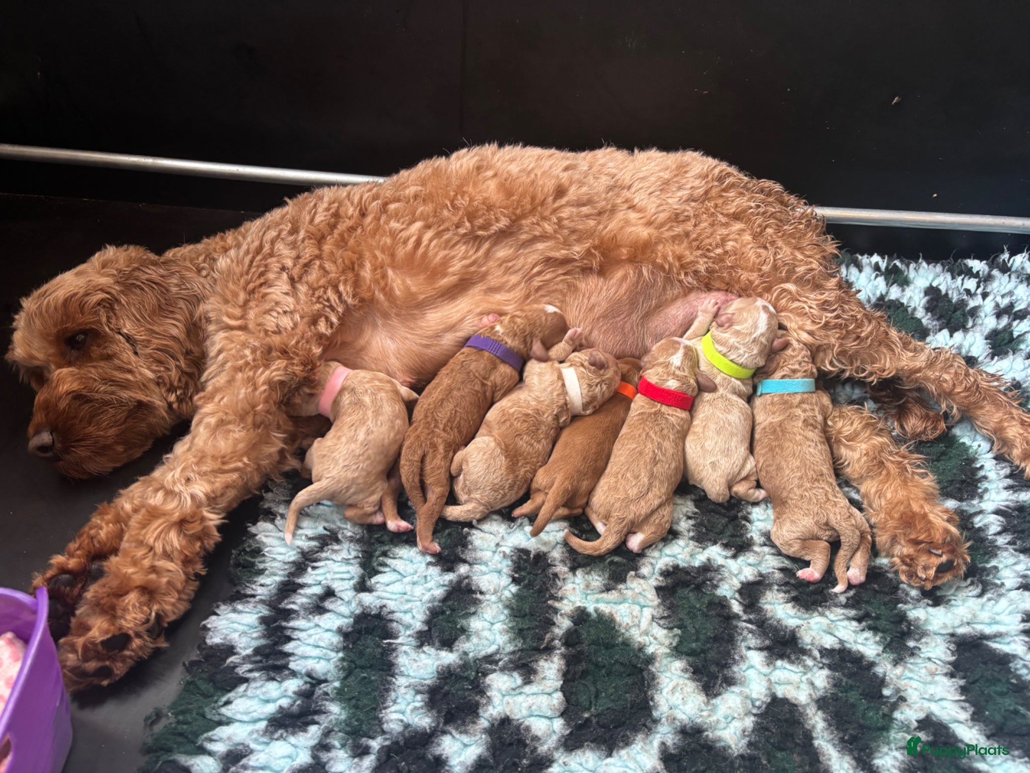 Cockapoo honden Cockapoo pups f1bb, huiselijk nestje - Advertentie 1