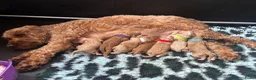 Cockapoo honden te koop: Cockapoo pups f1bb, huiselijk nestje - Advertentie 1