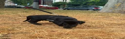 Labrador Retriever honden te koop: Labrador retriever 2 months in Den Haag - Advertentie 3