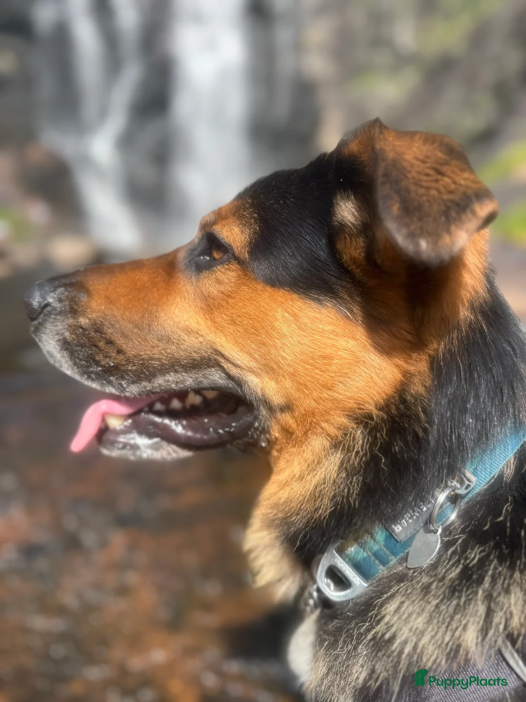 Kruising honden ter dekking: Dekreu kruising Australian Shepard / Duitse Herder in Arnhem - Advertentie 2