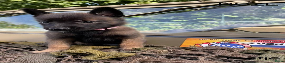 Mechelse Herder Puppy 7